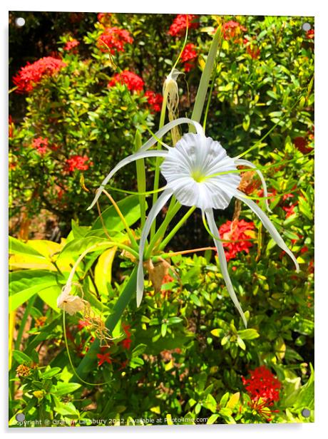 Tropical Spider Lily Acrylic by Graham Lathbury