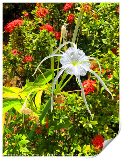 Tropical Spider Lily Print by Graham Lathbury