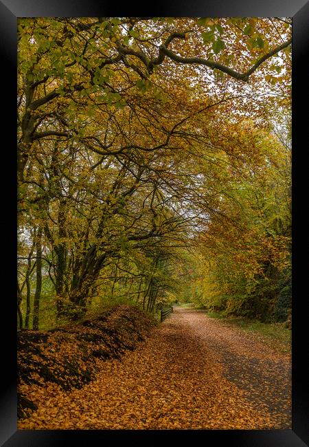 Autumn colours on the Monsal Trail Framed Print by Jason Wells