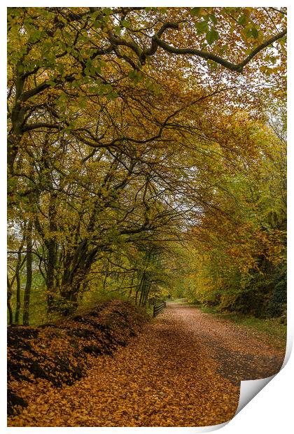 Autumn colours on the Monsal Trail Print by Jason Wells