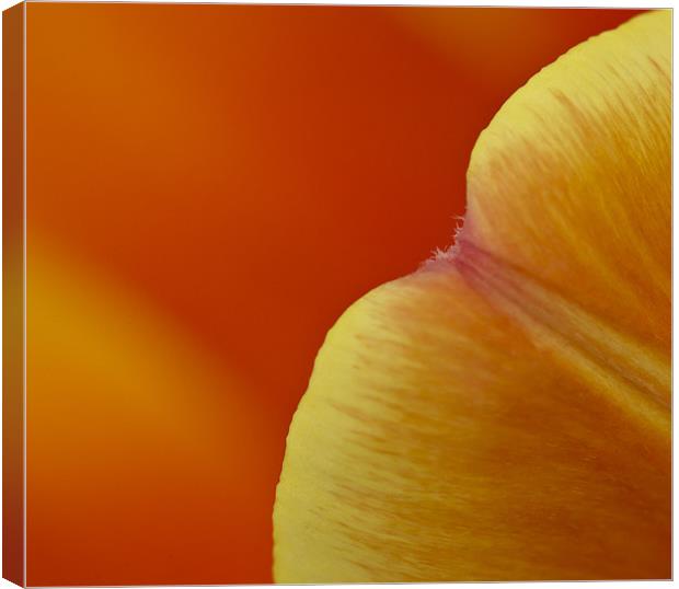 Orange tulip (detail) Canvas Print by Gary Eason