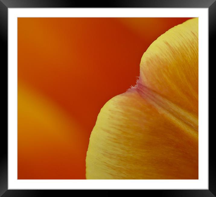 Orange tulip (detail) Framed Mounted Print by Gary Eason