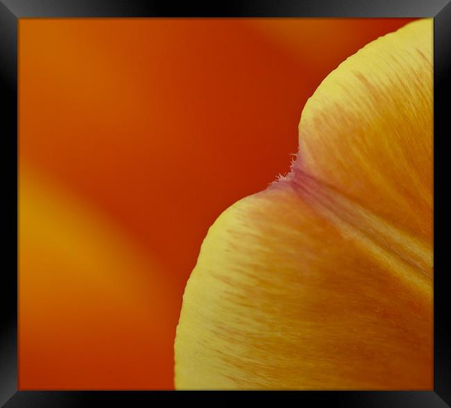 Orange tulip (detail) Framed Print by Gary Eason
