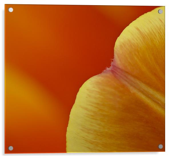 Orange tulip (detail) Acrylic by Gary Eason