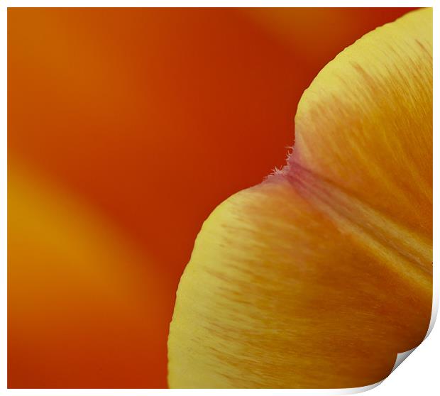 Orange tulip (detail) Print by Gary Eason