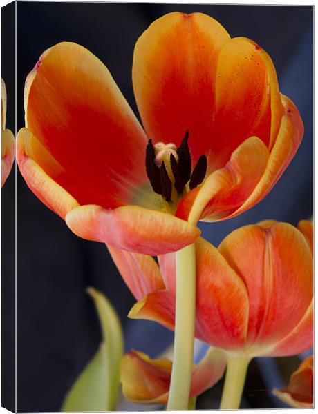 Orange tulips Canvas Print by Gary Eason