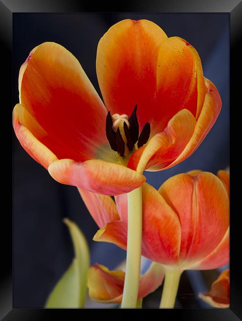 Orange tulips Framed Print by Gary Eason