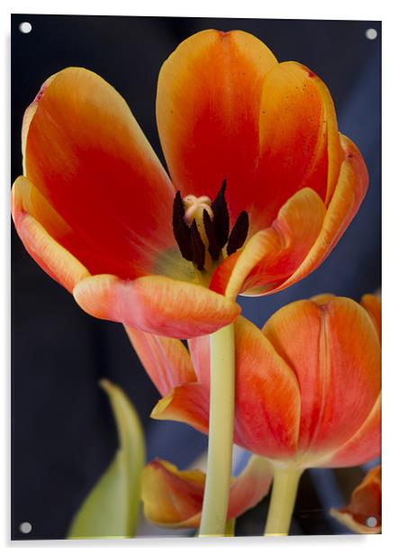 Orange tulips Acrylic by Gary Eason