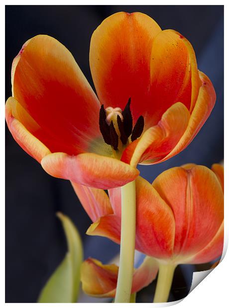 Orange tulips Print by Gary Eason