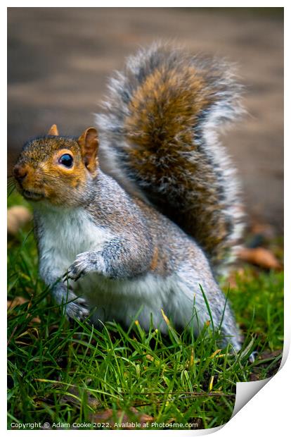 Grey Squirrel | Kelsey Park | Beckenham Print by Adam Cooke