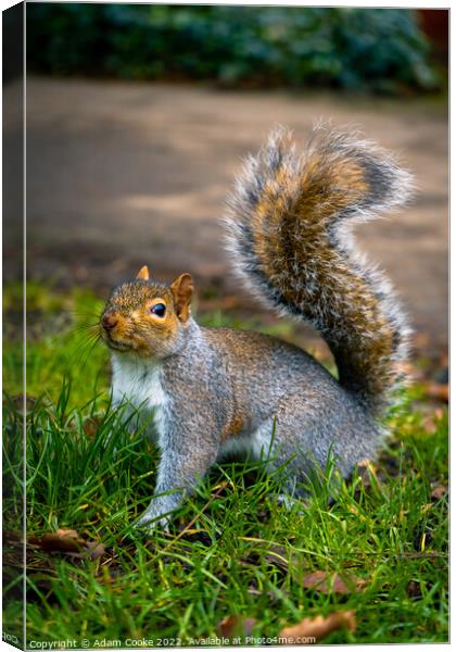 Grey Squirrel | Kelsey Park | Beckenham Canvas Print by Adam Cooke