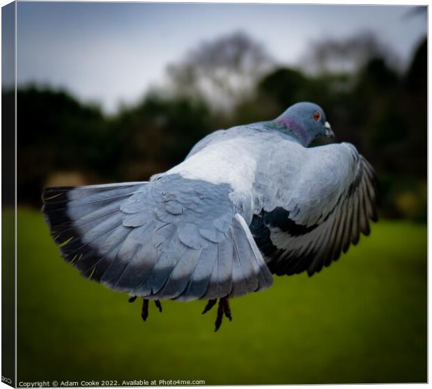 Pigeon In Flight | Kelsey Park | Beckenham Canvas Print by Adam Cooke