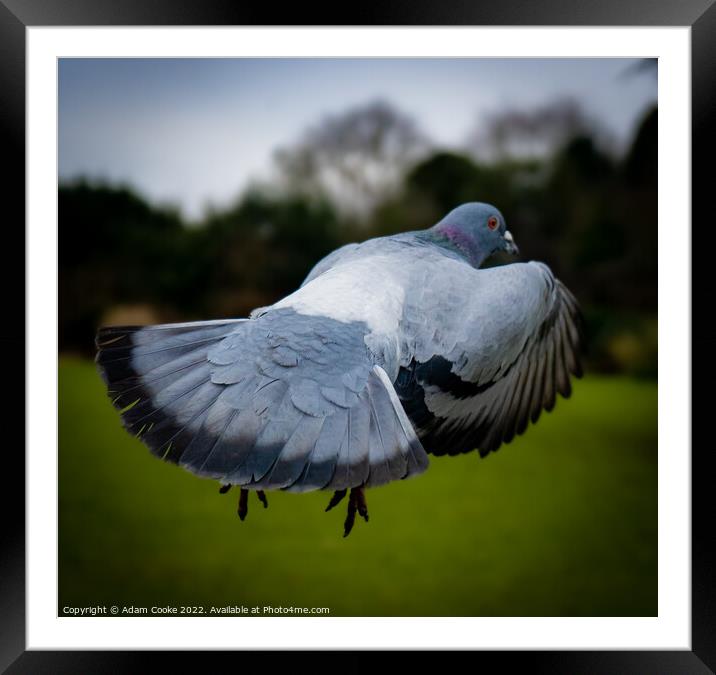 Pigeon In Flight | Kelsey Park | Beckenham Framed Mounted Print by Adam Cooke