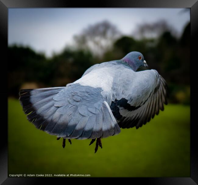 Pigeon In Flight | Kelsey Park | Beckenham Framed Print by Adam Cooke
