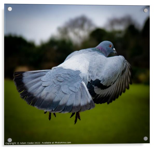 Pigeon In Flight | Kelsey Park | Beckenham Acrylic by Adam Cooke