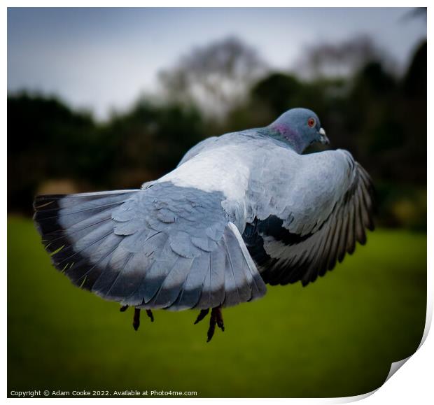 Pigeon In Flight | Kelsey Park | Beckenham Print by Adam Cooke