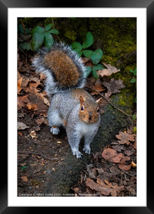 Grey Squirrel | Kelsey Park | Beckenham Framed Mounted Print by Adam Cooke