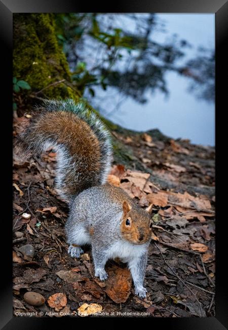 Grey Squirrel | Kelsey Park | Beckenham Framed Print by Adam Cooke