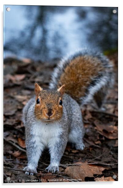 Grey Squirrel | Kelsey Park | Beckenham Acrylic by Adam Cooke