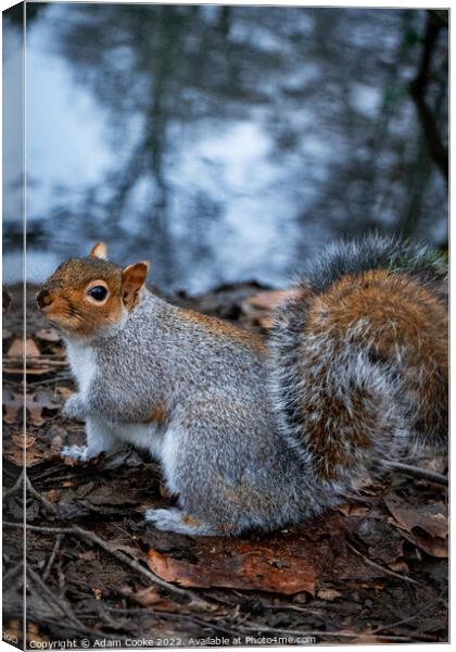 Grey Squirrel | Kelsey Park | Beckenham Canvas Print by Adam Cooke