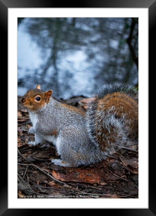 Grey Squirrel | Kelsey Park | Beckenham Framed Mounted Print by Adam Cooke