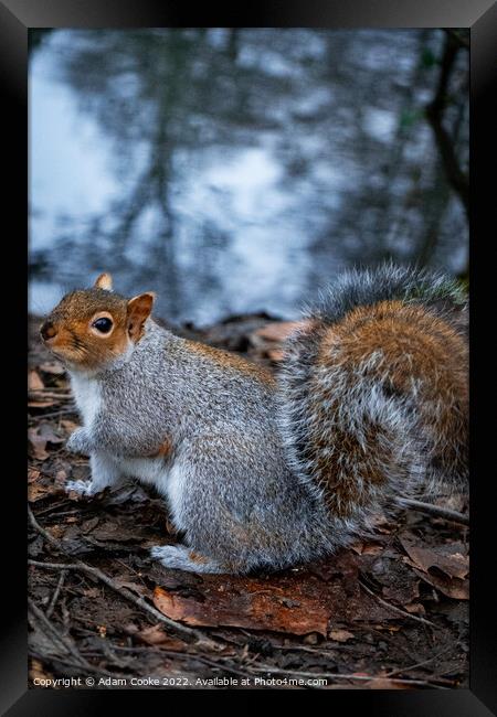 Grey Squirrel | Kelsey Park | Beckenham Framed Print by Adam Cooke