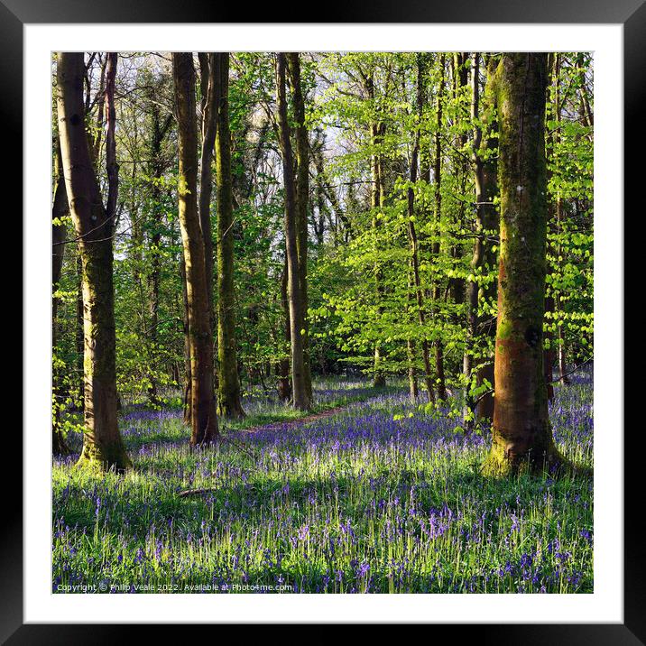 Bluebells Dawn Illumination. Framed Mounted Print by Philip Veale