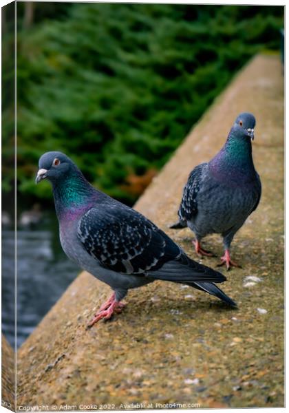 Two Pigeons | Kelsey Park | Beckenham Canvas Print by Adam Cooke