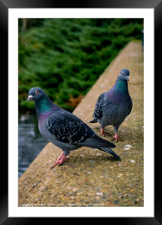Two Pigeons | Kelsey Park | Beckenham Framed Mounted Print by Adam Cooke