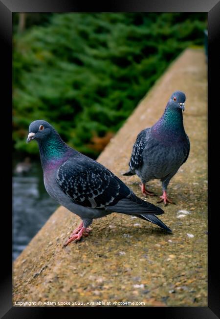 Two Pigeons | Kelsey Park | Beckenham Framed Print by Adam Cooke