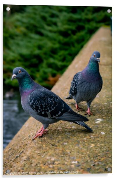 Two Pigeons | Kelsey Park | Beckenham Acrylic by Adam Cooke