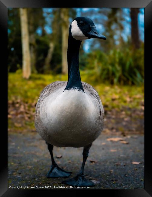 Canada Goose | Kelsey Park | Beckenham Framed Print by Adam Cooke