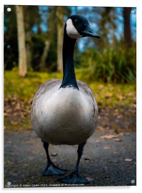 Canada Goose | Kelsey Park | Beckenham Acrylic by Adam Cooke
