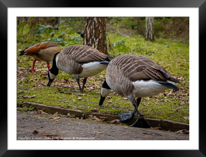 Two Canada Geese Grazing | Kelsey Park | Beckenham Framed Mounted Print by Adam Cooke