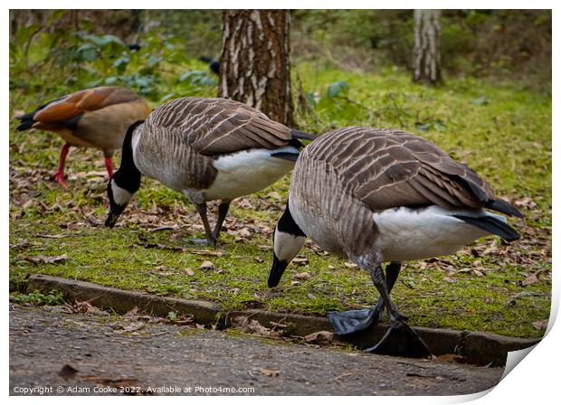 Two Canada Geese Grazing | Kelsey Park | Beckenham Print by Adam Cooke