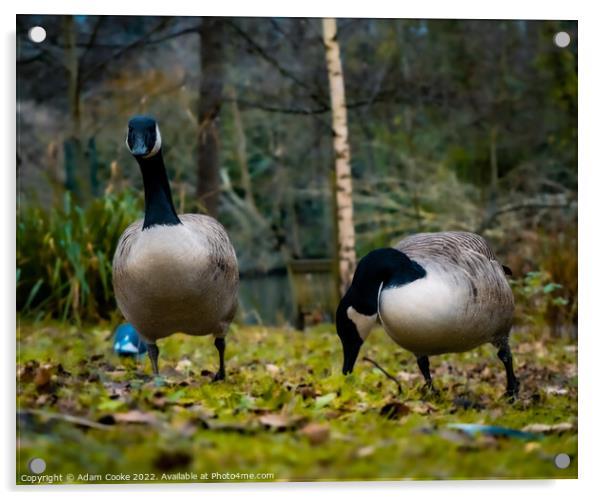 Two Canada Geese | Kelsey Park | Beckenham Acrylic by Adam Cooke