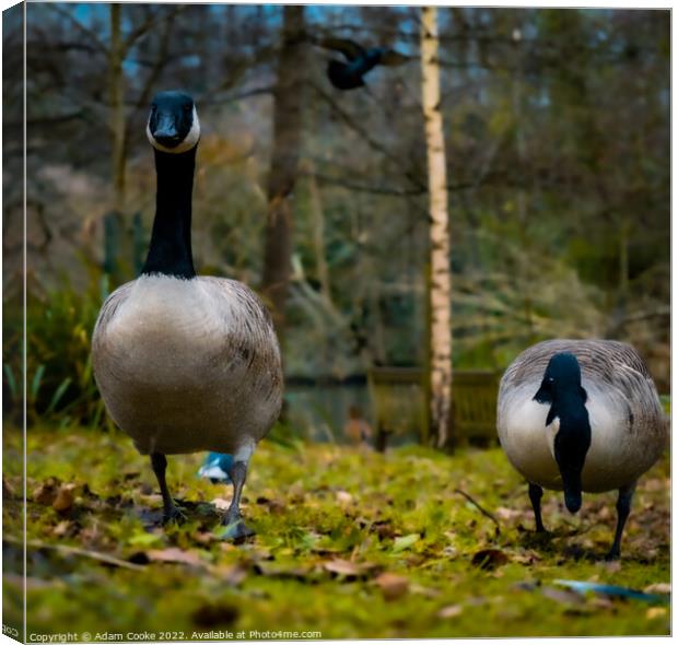 Two Canada Geese | Kelsey Park | Beckenham Canvas Print by Adam Cooke