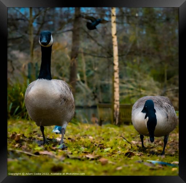 Two Canada Geese | Kelsey Park | Beckenham Framed Print by Adam Cooke