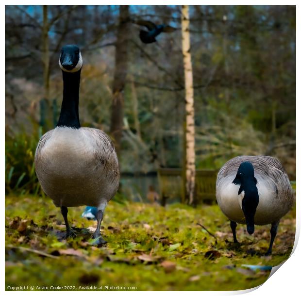Two Canada Geese | Kelsey Park | Beckenham Print by Adam Cooke