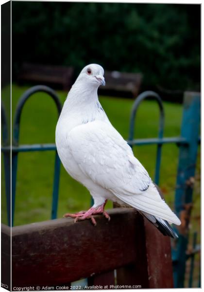 White Pigeon Sitting on a Bench | Kelsey Park | Be Canvas Print by Adam Cooke