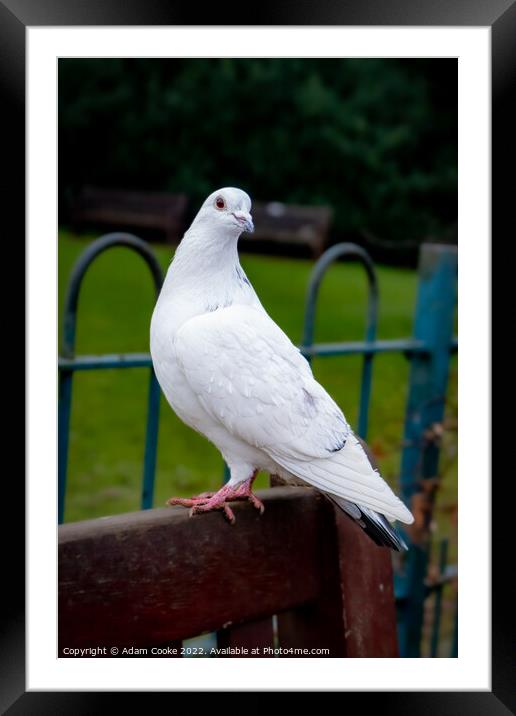 White Pigeon Sitting on a Bench | Kelsey Park | Be Framed Mounted Print by Adam Cooke