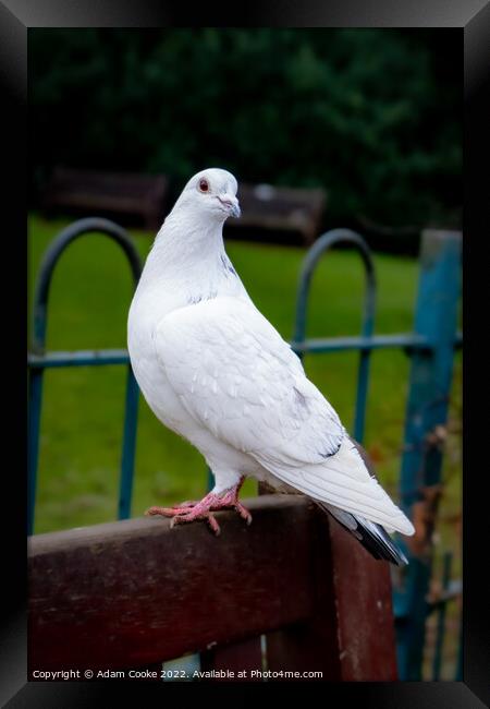 White Pigeon Sitting on a Bench | Kelsey Park | Be Framed Print by Adam Cooke