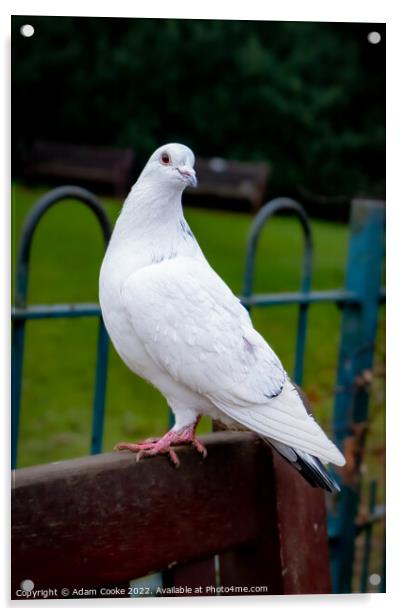 White Pigeon Sitting on a Bench | Kelsey Park | Be Acrylic by Adam Cooke