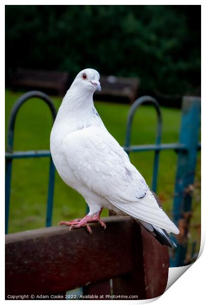 White Pigeon Sitting on a Bench | Kelsey Park | Be Print by Adam Cooke