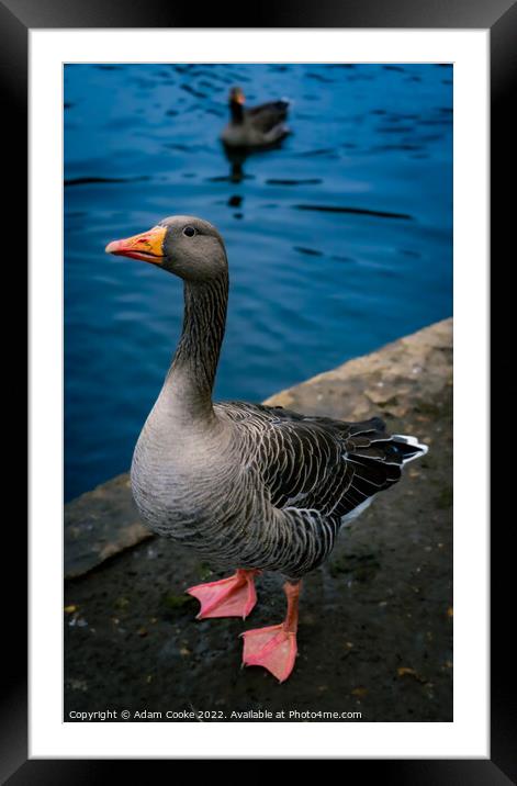 Greylag Goose | Kelsey Park | Beckenham Framed Mounted Print by Adam Cooke