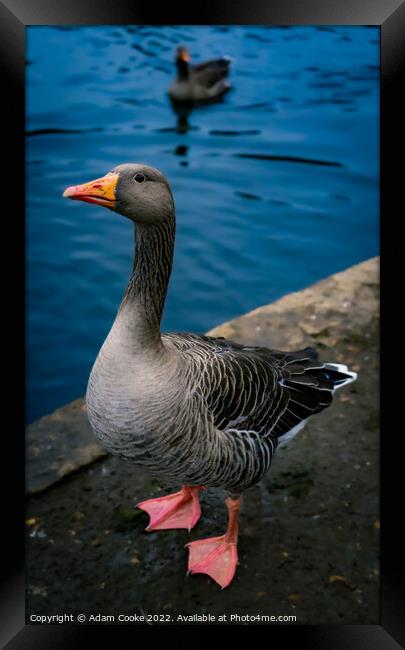 Greylag Goose | Kelsey Park | Beckenham Framed Print by Adam Cooke