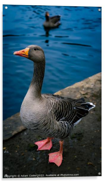 Greylag Goose | Kelsey Park | Beckenham Acrylic by Adam Cooke