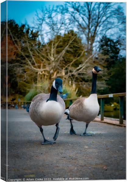 Two Canada Geese Taking a Stroll | Kelsey Park | B Canvas Print by Adam Cooke