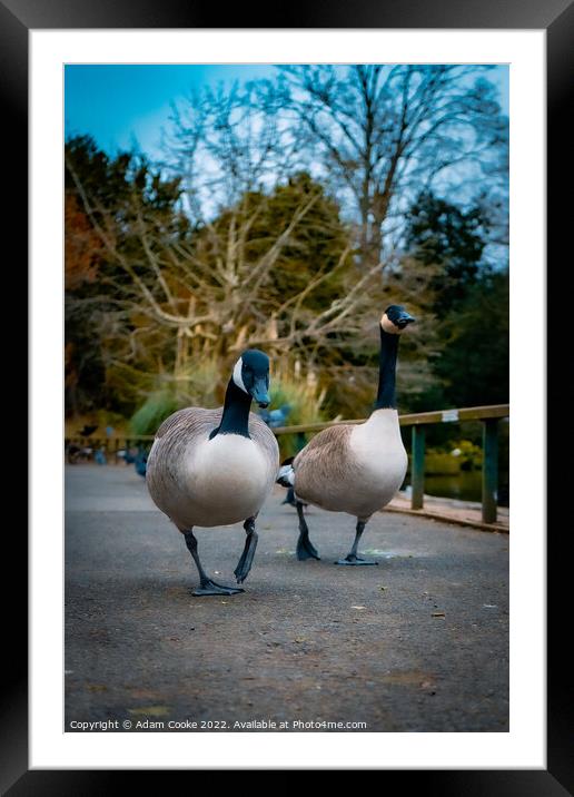 Two Canada Geese Taking a Stroll | Kelsey Park | B Framed Mounted Print by Adam Cooke