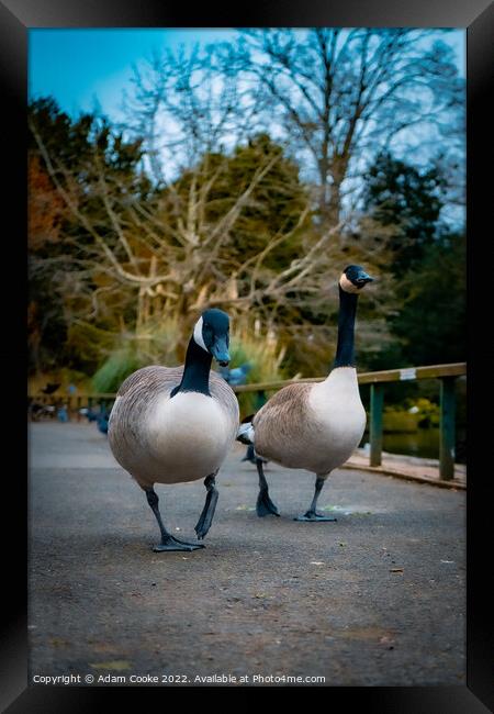 Two Canada Geese Taking a Stroll | Kelsey Park | B Framed Print by Adam Cooke